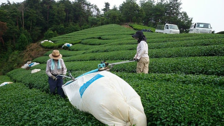 Japan's tea production volume and area - tokinari.live