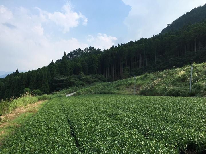 Key statistics about Japanese tea agriculture - tokinari.live
