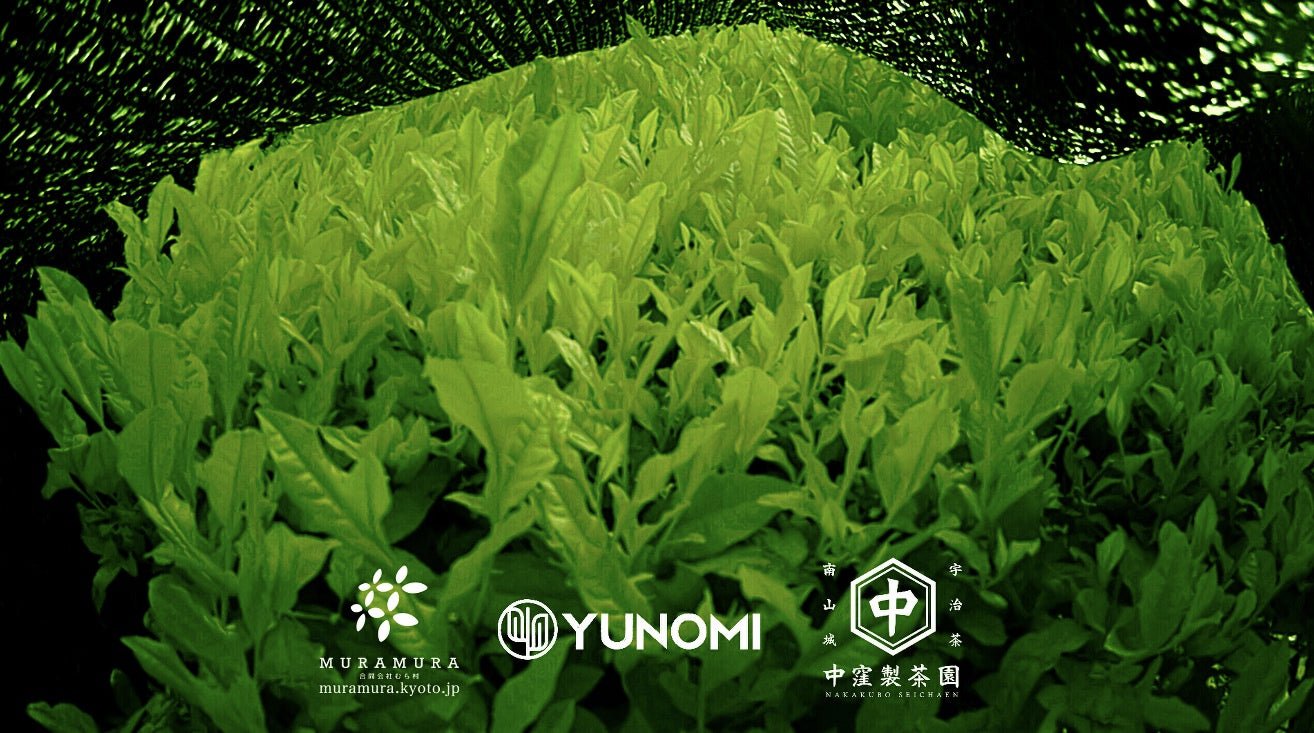 One month time lapse video documenting the growth of spring first flush tea leaves - tokinari.live