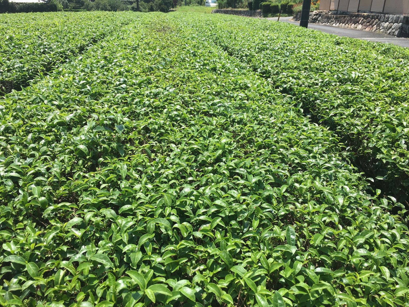 Pesticide Residues in Japanese tea - government regulations, positive list system - tokinari.live