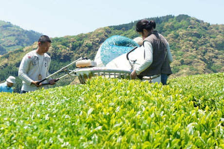 Recommended Videos About Tea in Shizuoka - tokinari.live