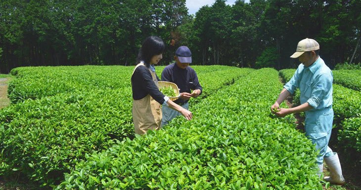 Tea picking events throughout Japan - tokinari.live