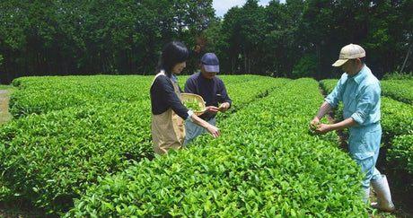 Tea picking events throughout Japan - tokinari.live