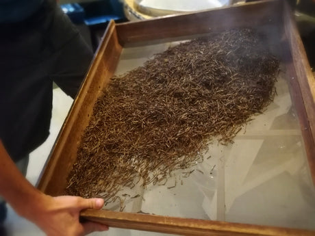 The Hojicha Project has started! - tokinari.live