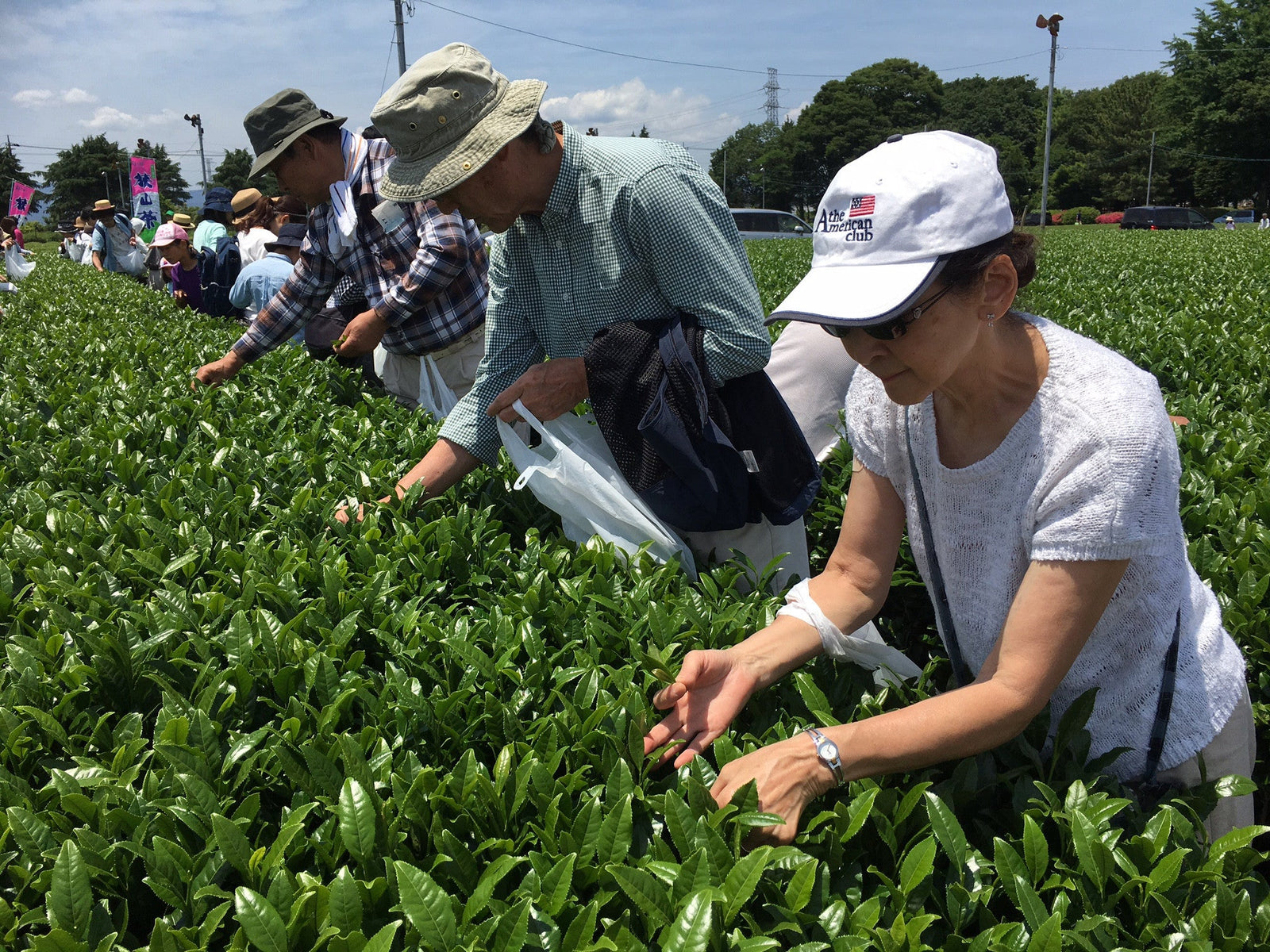 The Sayama Tea-Picking Experience - tokinari.live