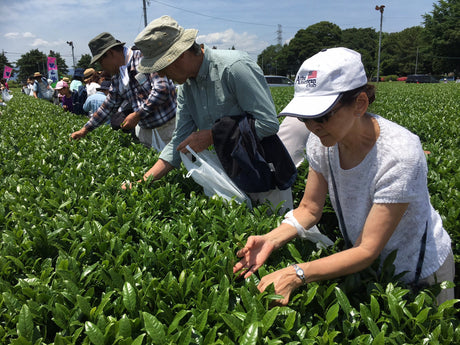 The Sayama Tea-Picking Experience - tokinari.live