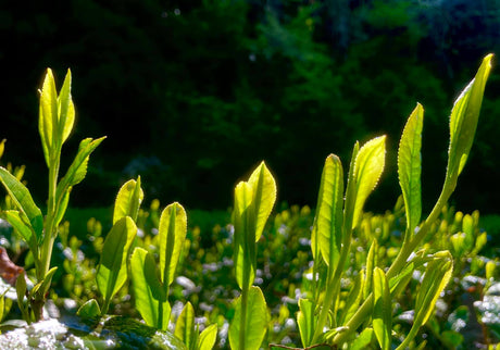 What is shincha and why is it so special? - tokinari.live