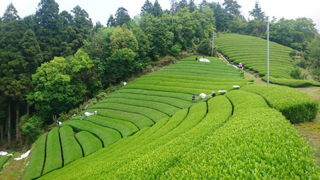 What regulations are involved in importing organic tea from Japan? - tokinari.live
