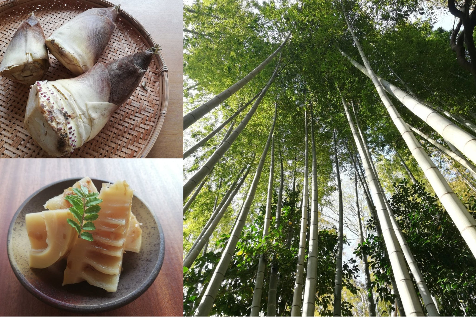 What "Spring Bitterness" Brings to You in Japan - tokinari.live