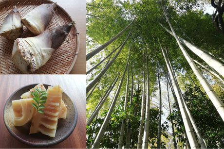What "Spring Bitterness" Brings to You in Japan - tokinari.live
