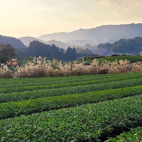 What's so special about mountain-grown Japanese tea? - tokinari.live