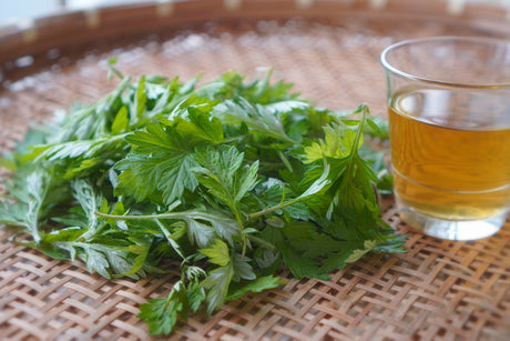 What's Yomogi (Japanese mugwort)? The History as Food and Herbal Medicine - tokinari.live