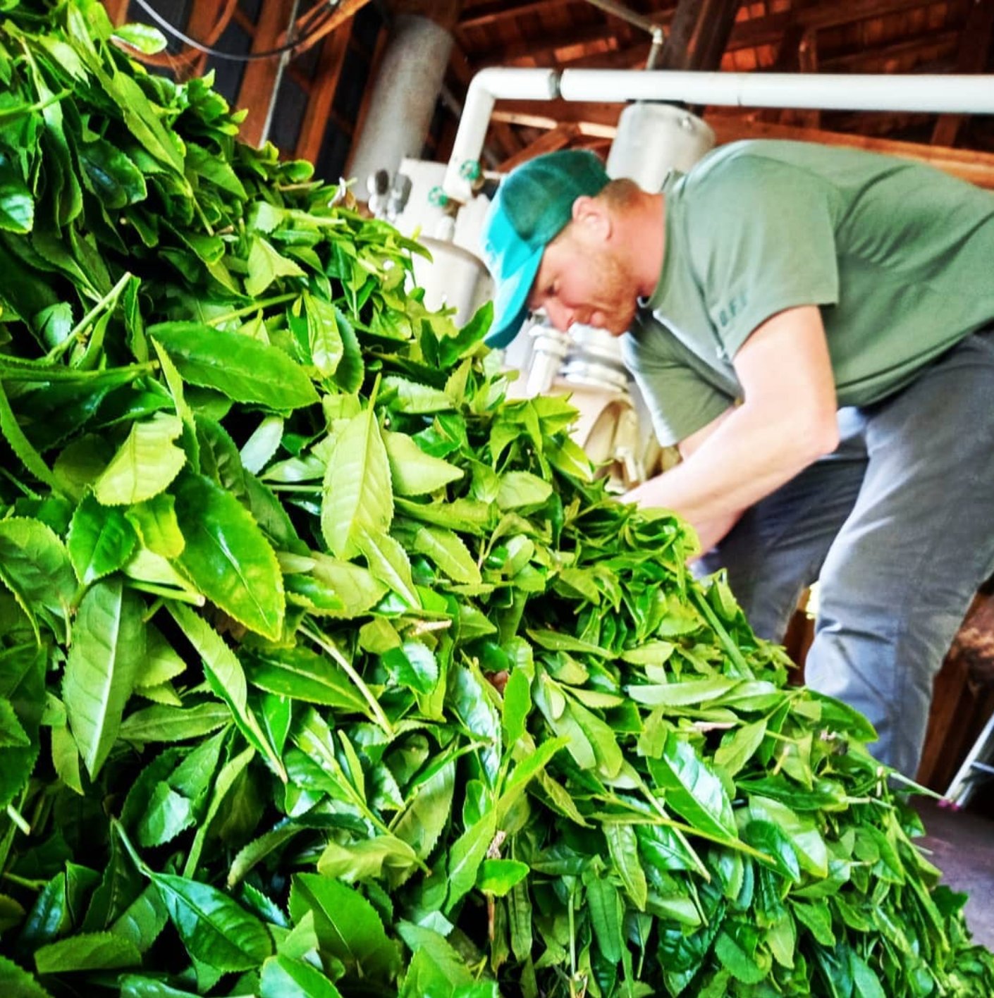 Yancha: Interview with Yancy Lever an American Tea Farmer - tokinari.live