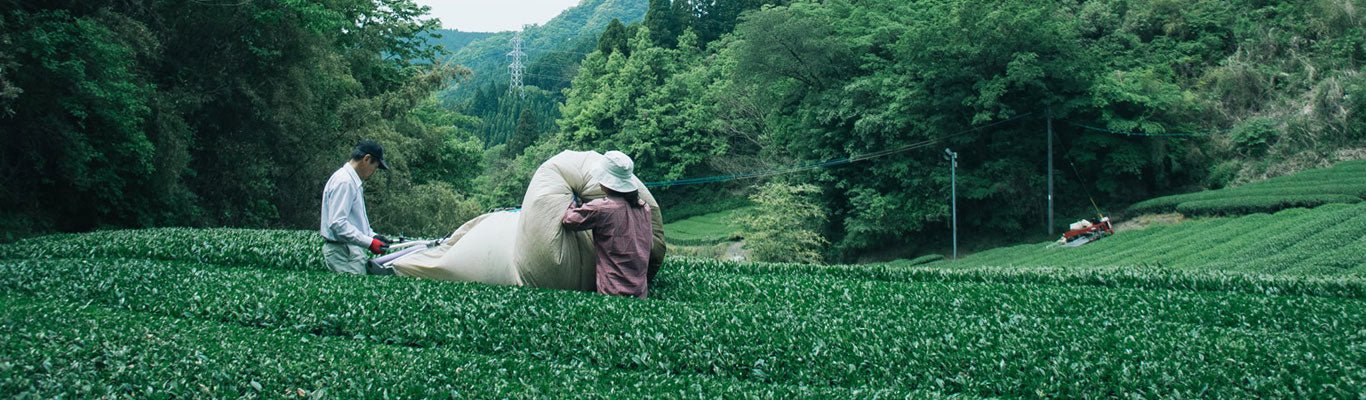 Chiyonoen Tea Garden - tokinari.live