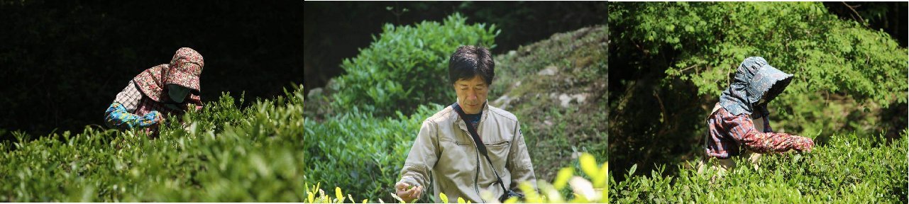 Kajihara Tea Garden - tokinari.live