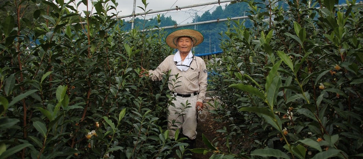 Kaneta Ota Tea Garden - tokinari.live