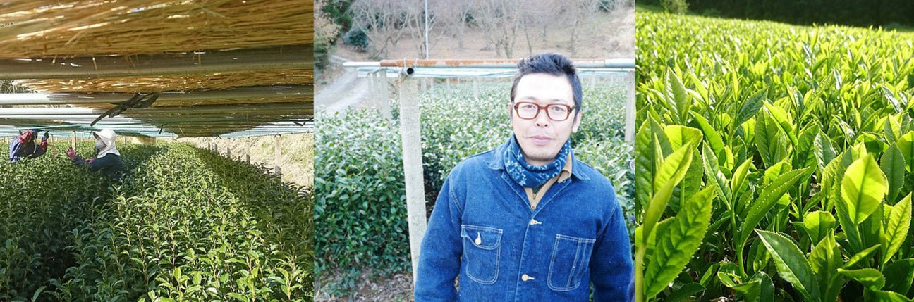 Kuma Tea Gardens - tokinari.live
