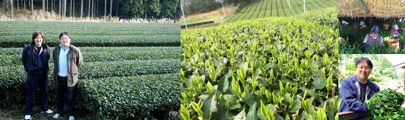 Kurihara Tea Farm - tokinari.live