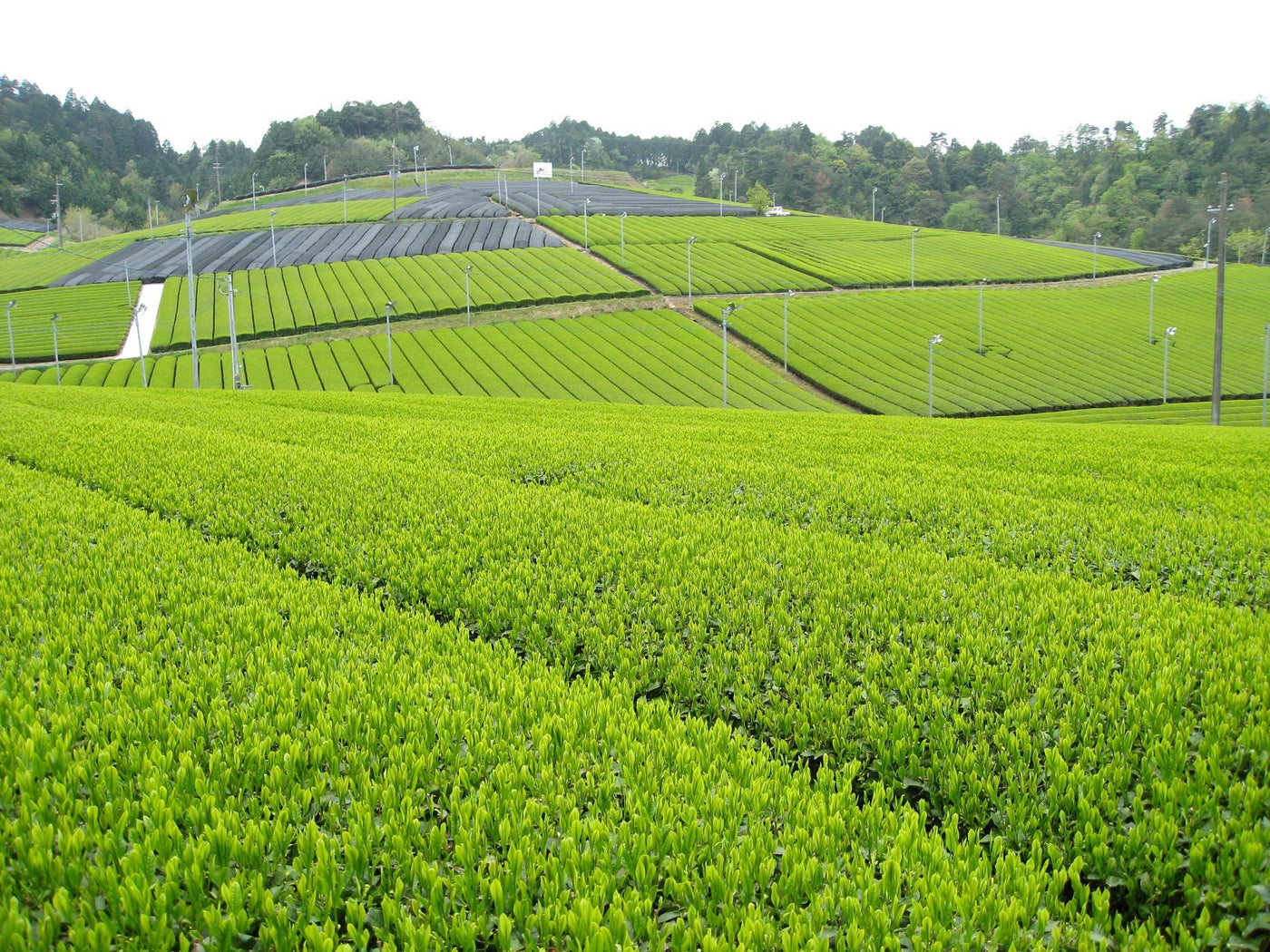 Kyoto Tea Agricultural Cooperative - tokinari.live