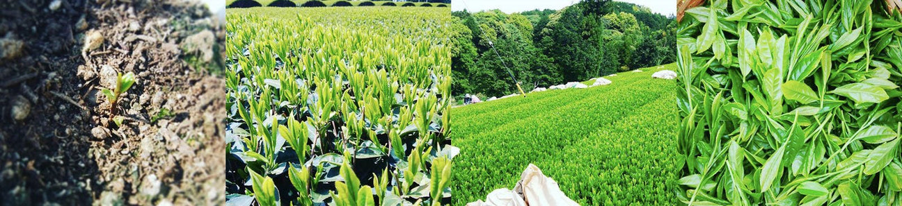 Murata Tea Garden - tokinari.live