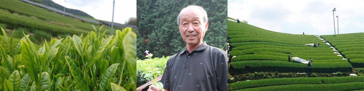 Nakai Tea Farm - tokinari.live