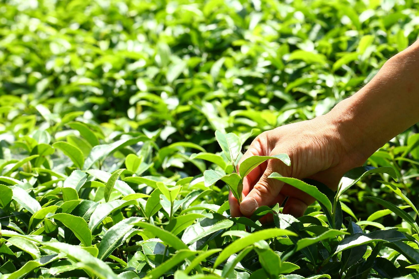 Oguri Tea Farms - tokinari.live