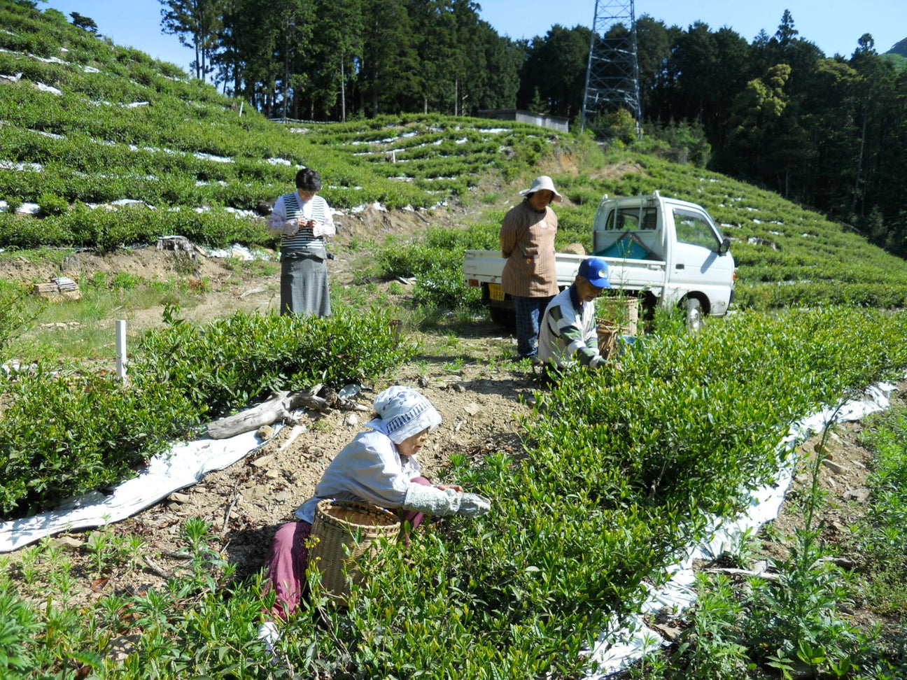 Oishi Tea Farm - tokinari.live