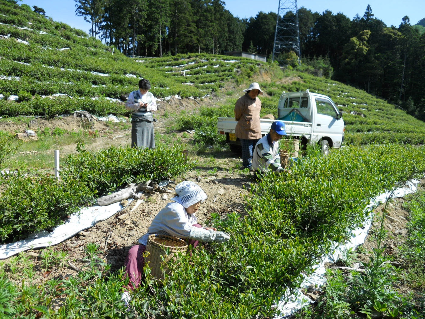 Oishi Tea Farm - tokinari.live