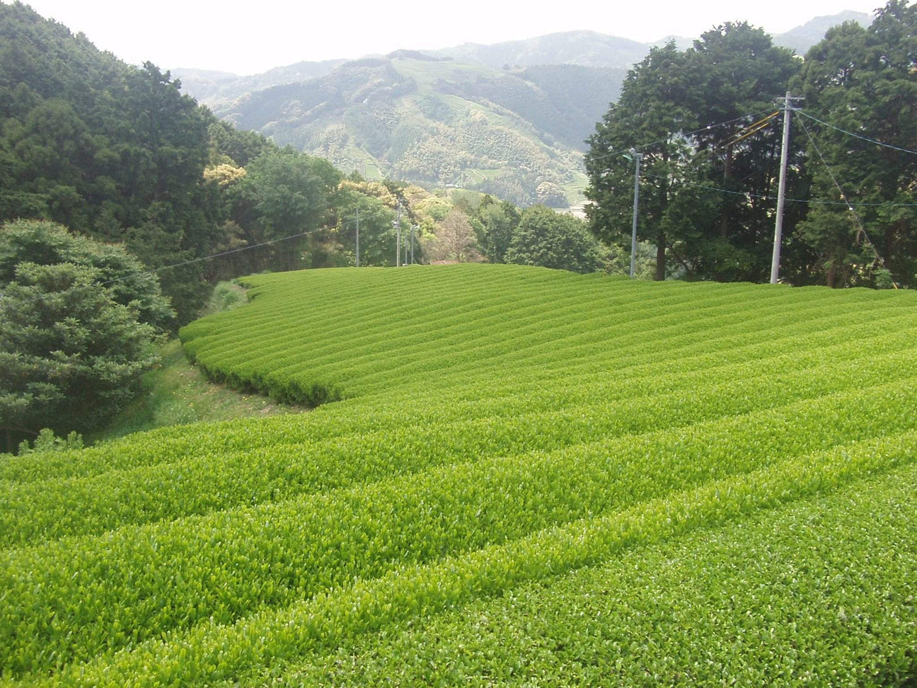 Okada Tea Farm - tokinari.live