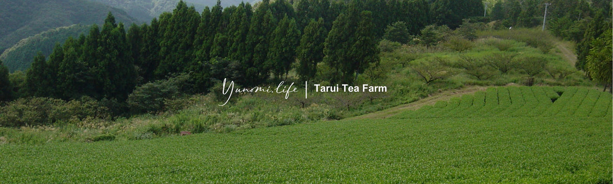 Tarui Tea Farm: Organic Autumn Hojicha, Roasted Shizuoka Green Tea - tokinari.live