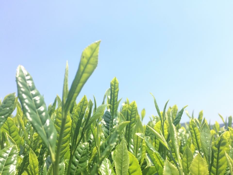 Tea Connoisseur Collection - Single Cultivar, Single Garden - tokinari.live