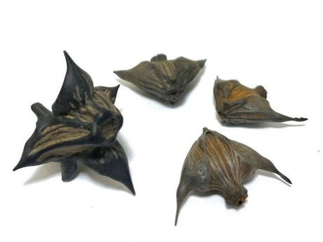 #1097 Inabishi: Hishicha - Japanese Water Caltrop Herbal Tea field 4