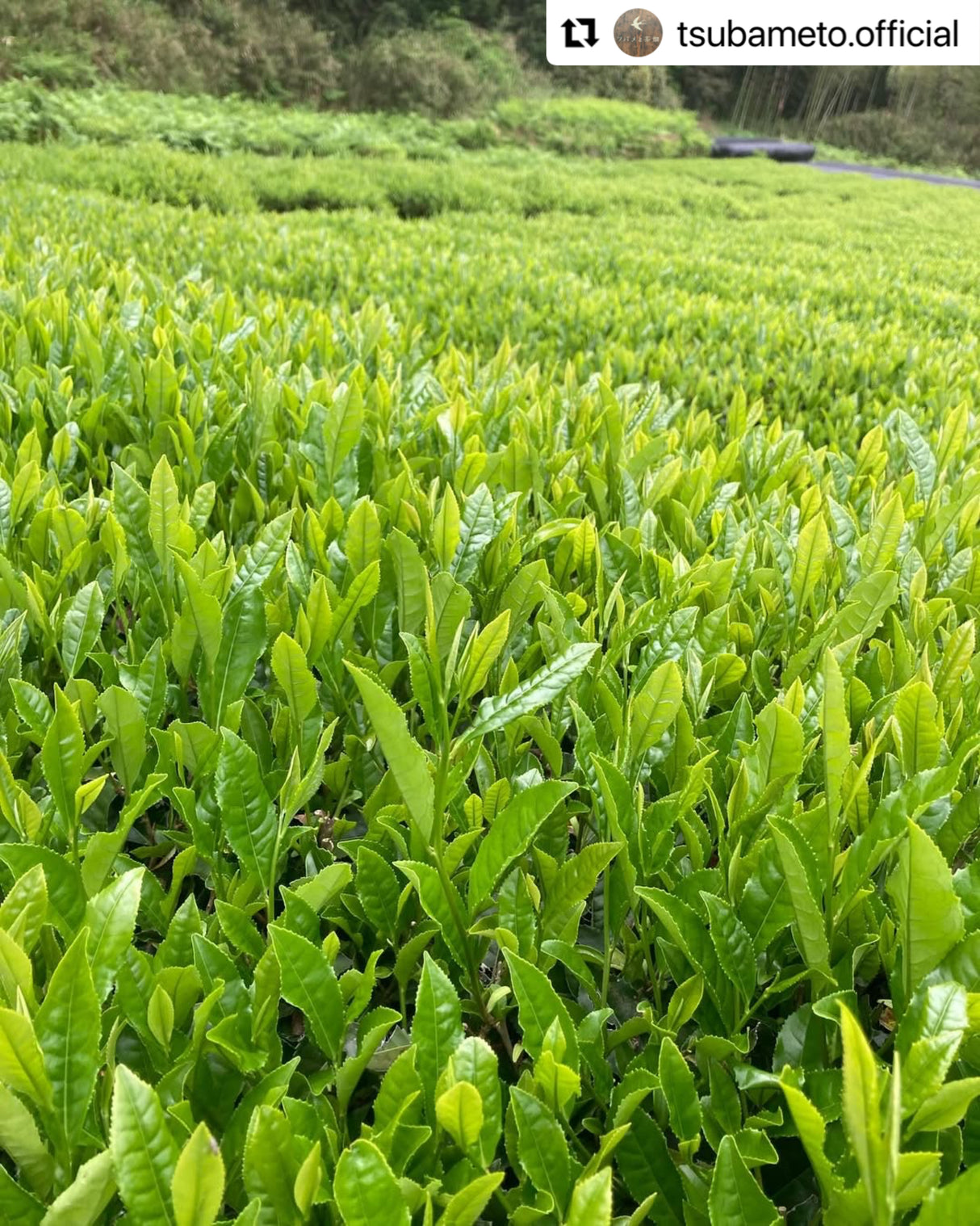 #0895.A1 Tsubame to Chabatake: Farm Direct Hojicha from Nukata Village, Okazaki, Aichi