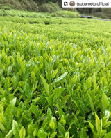 #0895.A1 Tsubame to Chabatake: Farm Direct Hojicha from Nukata Village, Okazaki, Aichi