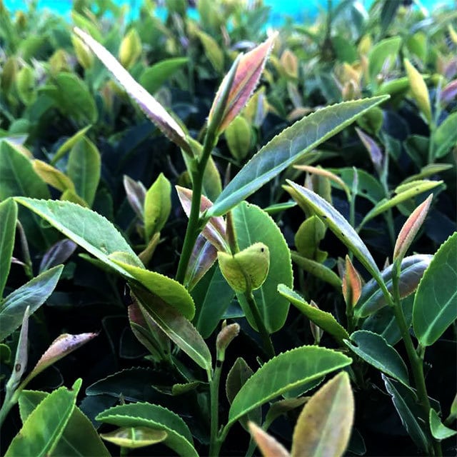 #0582.S5 Murakami Tea Garden: Mountain-Grown First Flush Wakocha Benifuuki Black Tea 和紅茶べにふうき