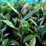 #0846.S5 Murakami Tea Garden: Mountain-Grown Second Flush Wakocha Benifuuki Black Tea 和紅茶べにふうき