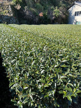 #0933 Tenocha - Naturally Grown Ureshino Wakocha Black Tea from Tea Farmer Shunsuke Nagao