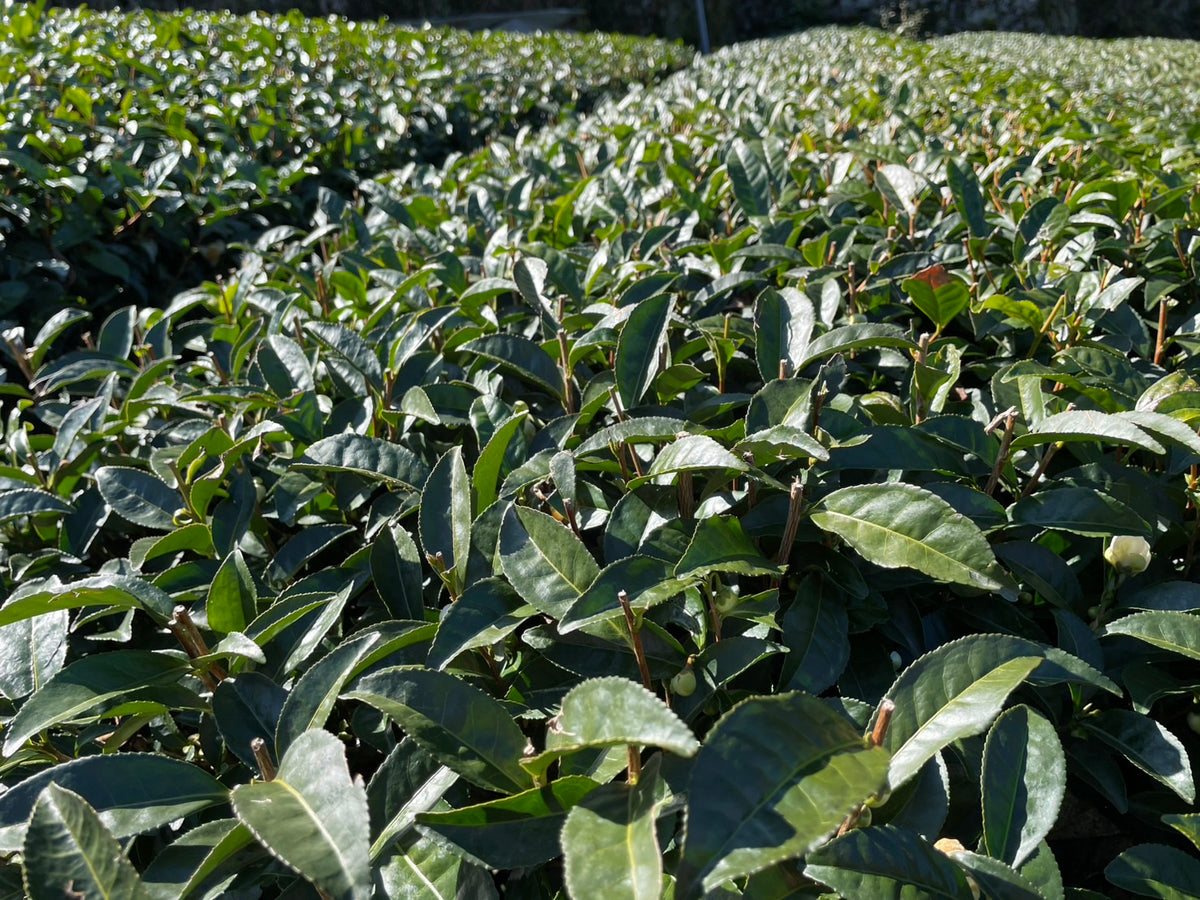 #0933 Tenocha - Naturally Grown Ureshino Wakocha Black Tea from Tea Farmer Shunsuke Nagao