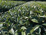 #0933 Tenocha - Naturally Grown Ureshino Wakocha Black Tea from Tea Farmer Shunsuke Nagao