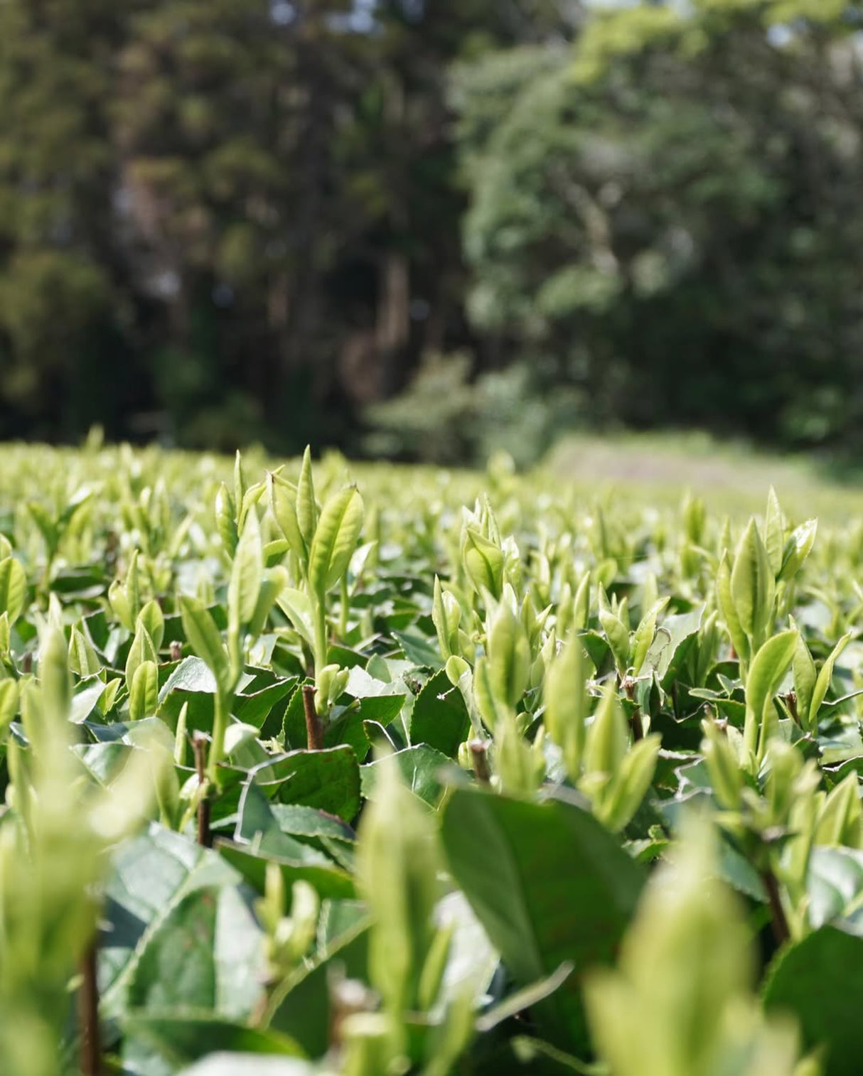 #0328.K2 Iba Yu Tea Garden: Tanegashima Single Cultivar Sencha - Yume Midori (April harvest, micro batch, limited)