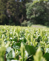 #0328.K2 Iba Yu Tea Garden: Tanegashima Single Cultivar Sencha - Yume Midori (April harvest, micro batch, limited)