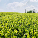#0376.S5 Kaneroku Matsumoto Tea Garden: Summer White Tea Single Cultivar Koushun 白茶香駿