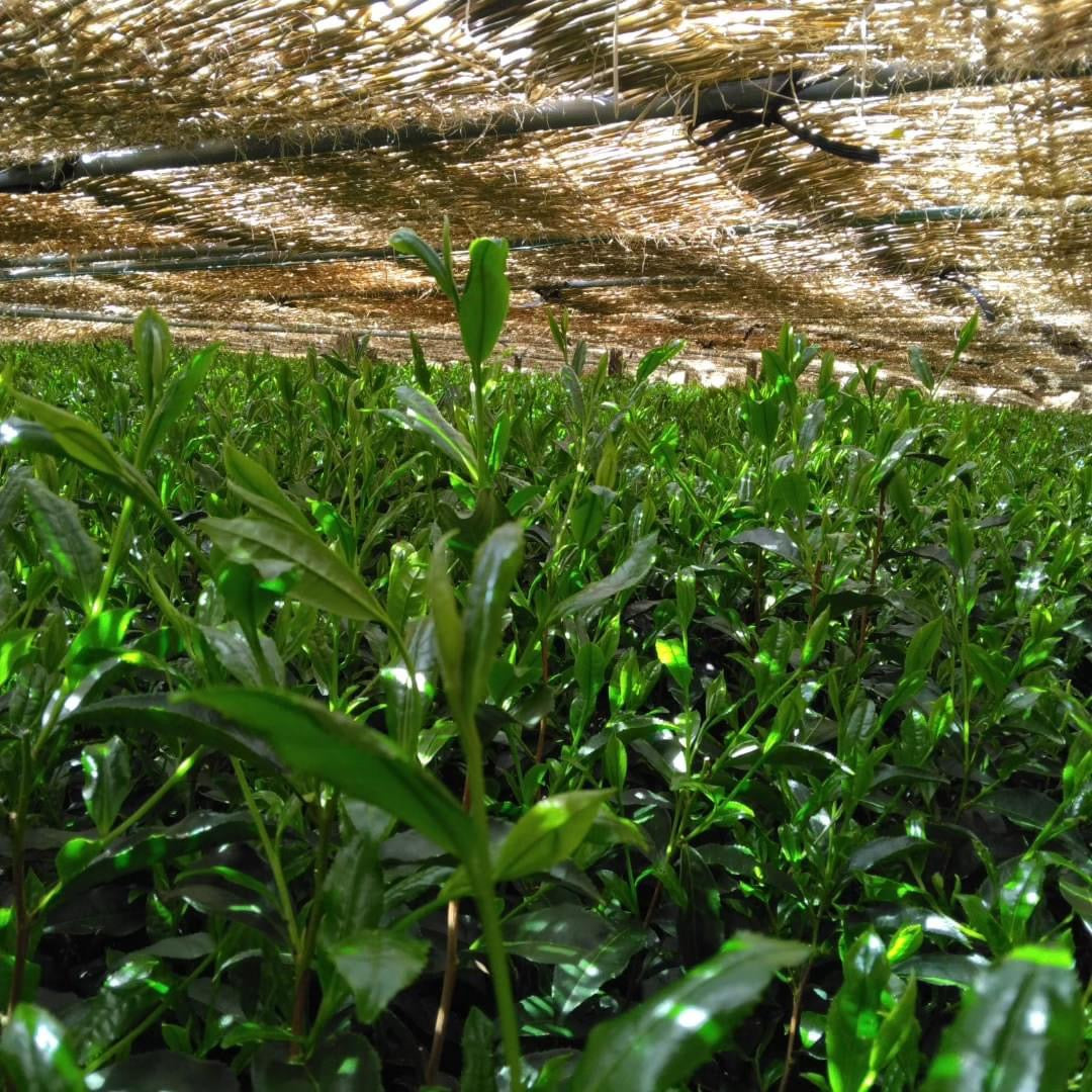 Teal leaf shading - Kuma Tea Garden: Yamecha Saemidori Heritage Grade Gyokuro Tenkaichi - 71st All Japan Tea Competition Grand Prize Winning Garden - tokinari.live 