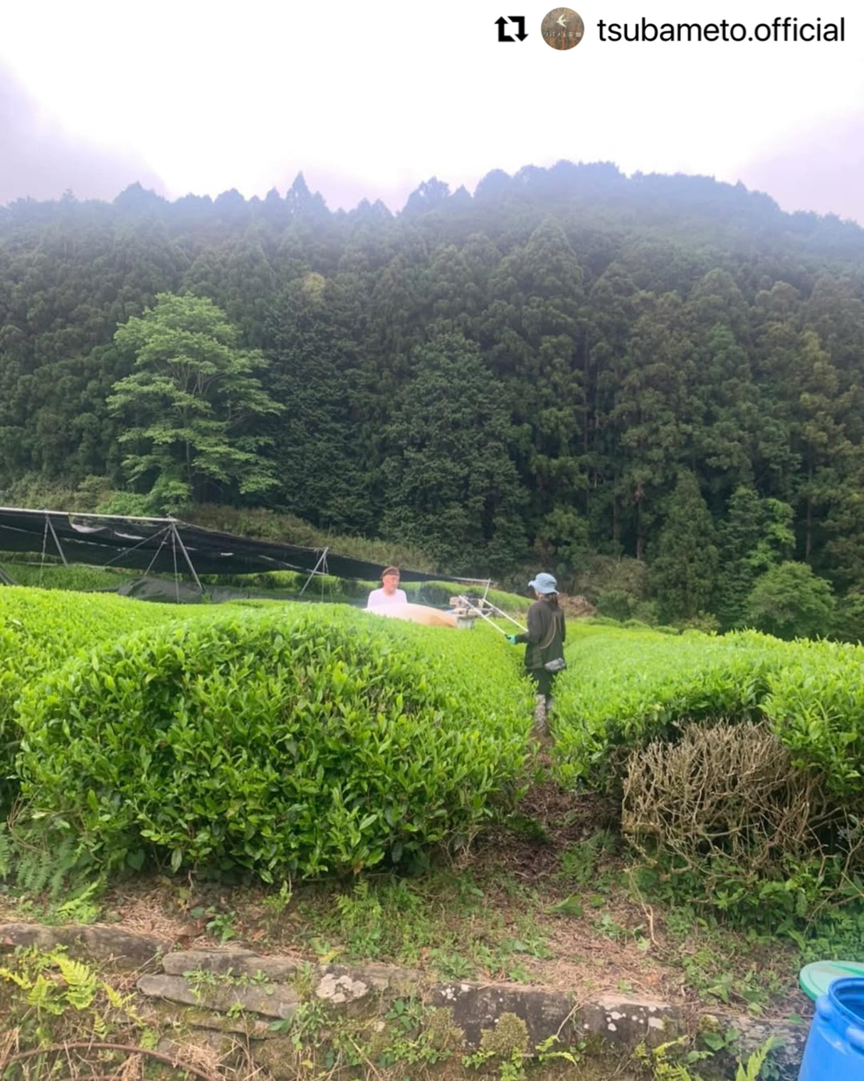 #0895.A1 Tsubame to Chabatake: Farm Direct Hojicha from Nukata Village, Okazaki, Aichi