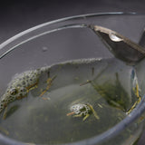 #0299.K2古市製茶：#14 かりがねくき茶 宇治抹茶入り 宇治抹茶入り雁金（100g）