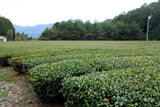 #1098.G1 Nitta Tea Farm: Premium Black Tea