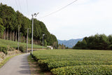 #1056.G1 Nitta Tea Farm: Premium Karigane