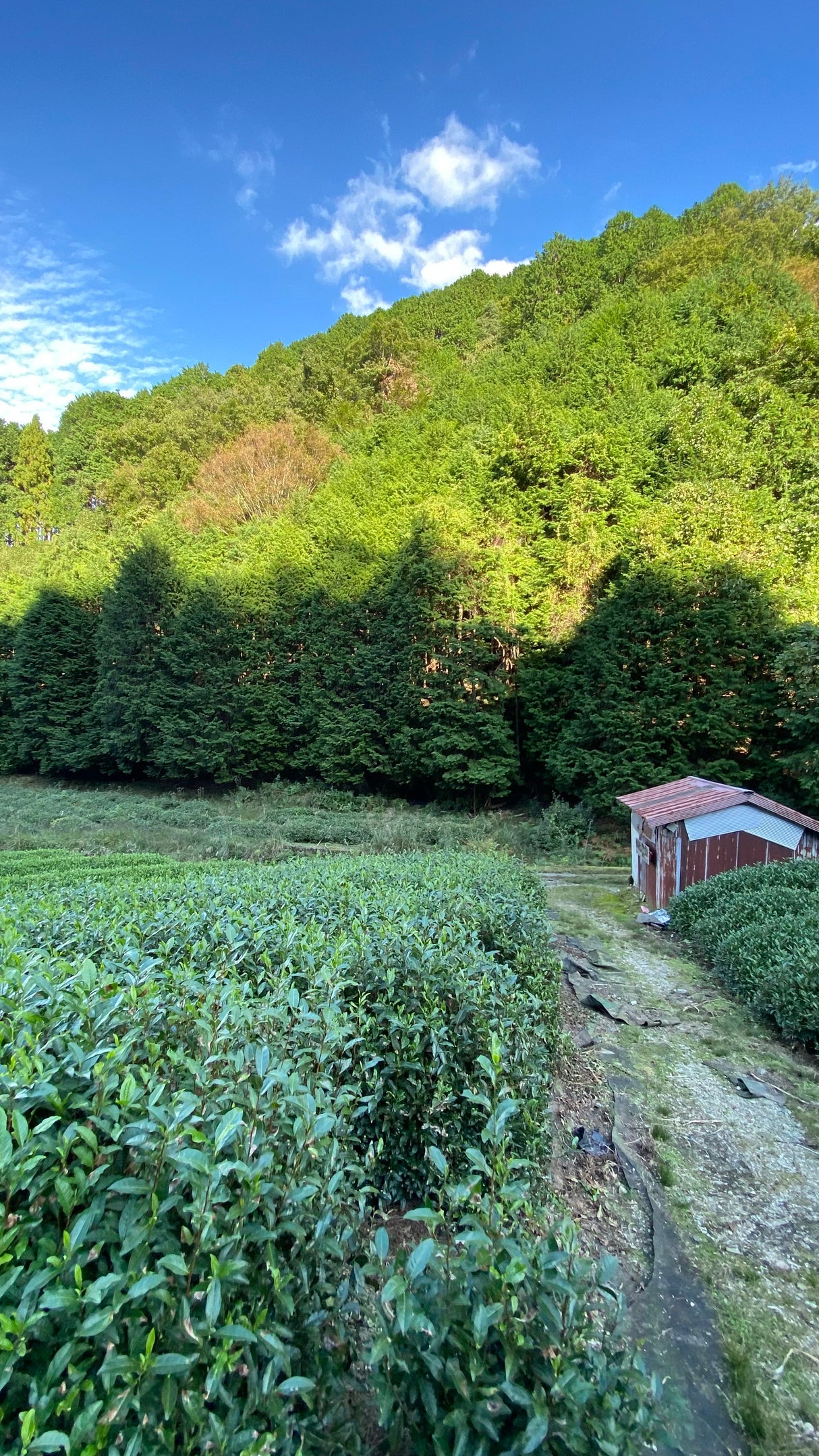 #0509.K6 永谷茶 2025年春 京都やぶきた煎茶（有機JAS）