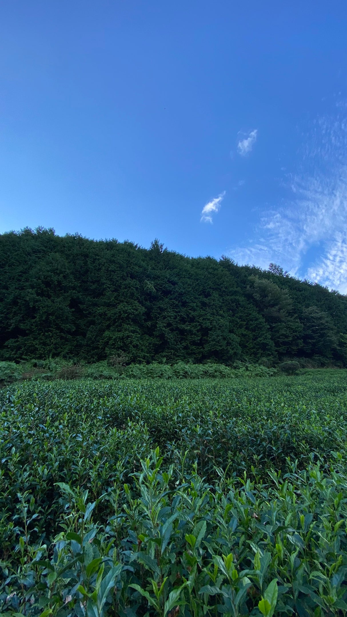 #0509.K6 永谷茶 2025年春 京都やぶきた煎茶（有機JAS）