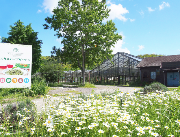 #0980.C1 Otaki Herb Garden: Basil (Grown in Chiba, Japan)